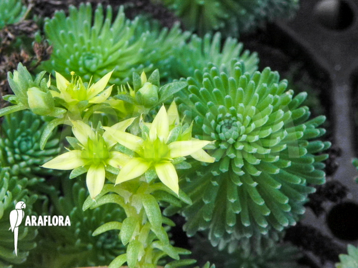 Sedum multiceps Starter flower