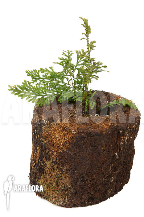 Selaginella griffithii Suriname