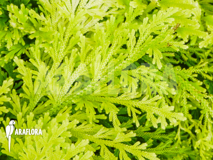 Selaginella pallescens