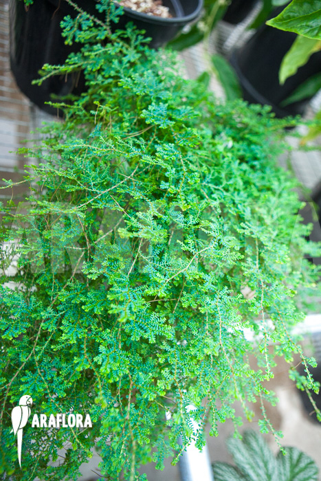 Selaginella uncinata adult plant after 2 years