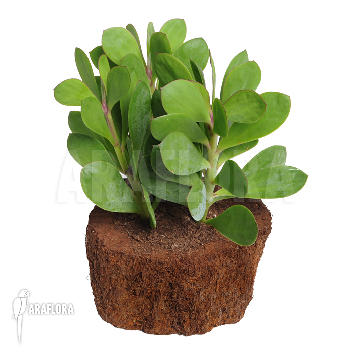 Senecio crassissimus