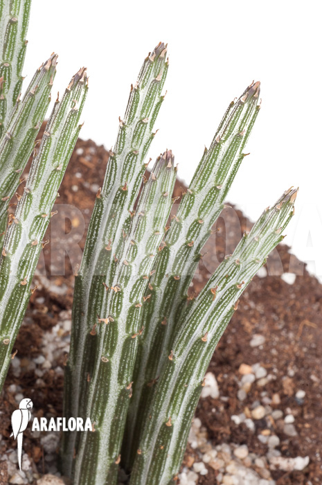 Senecio stapeliaeformis