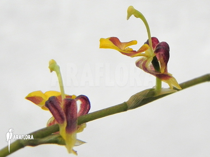 Sigmatostalix picta ‘Ecuador’