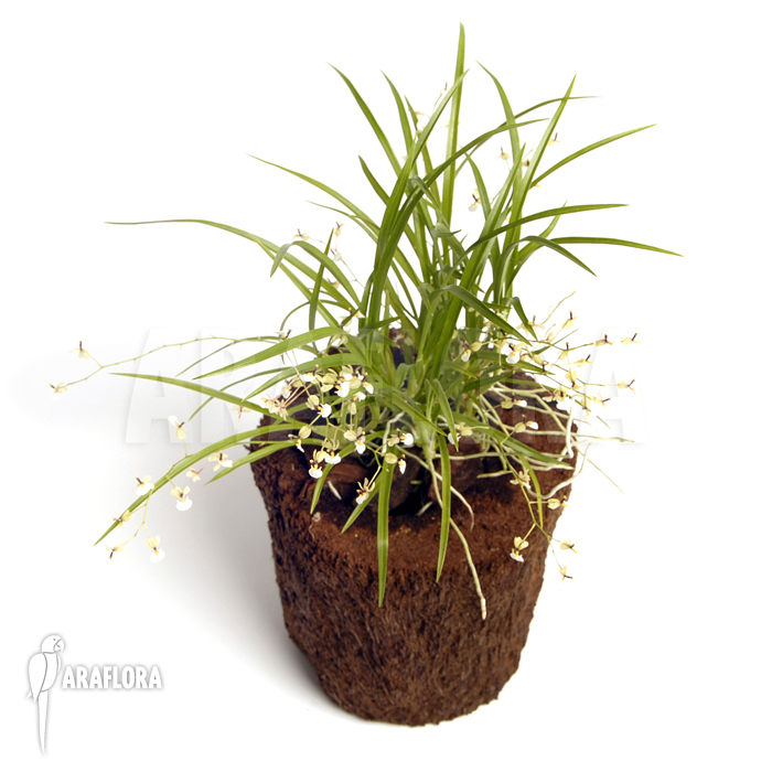 Sigmatostalix radicans