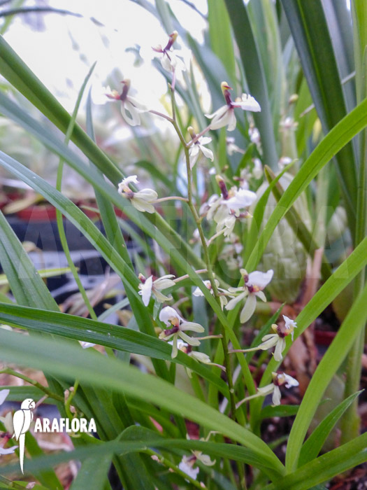 Sigmatostalix radicans