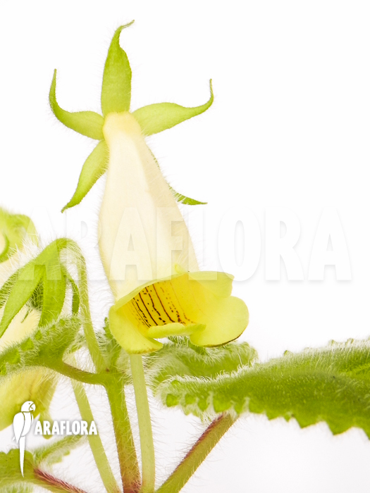 Sinningia conspicua Starter