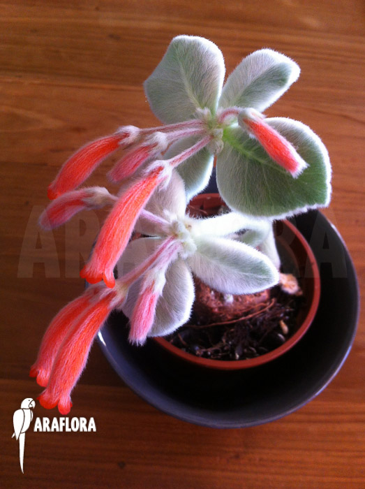 Sinningia leucotricha flower