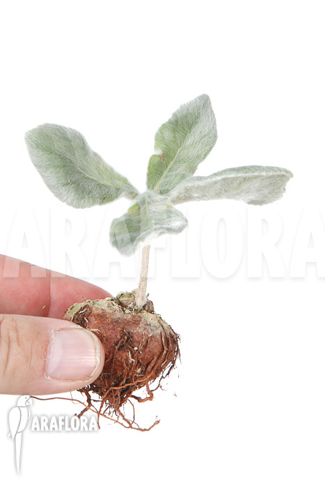 Sinningia leucotricha ‘starter’