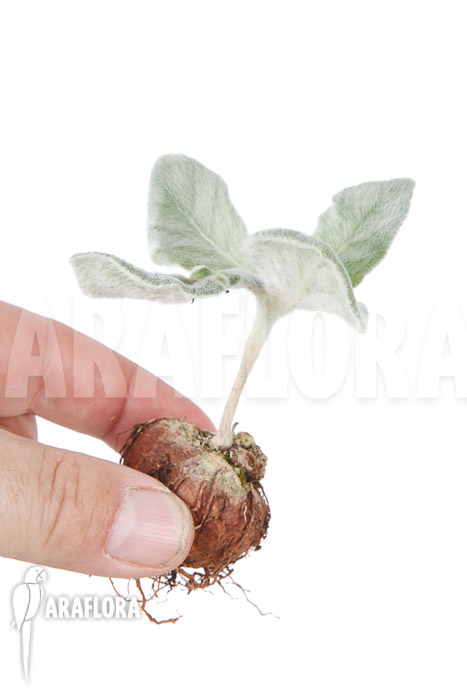 Sinningia leucotricha ‘starter’