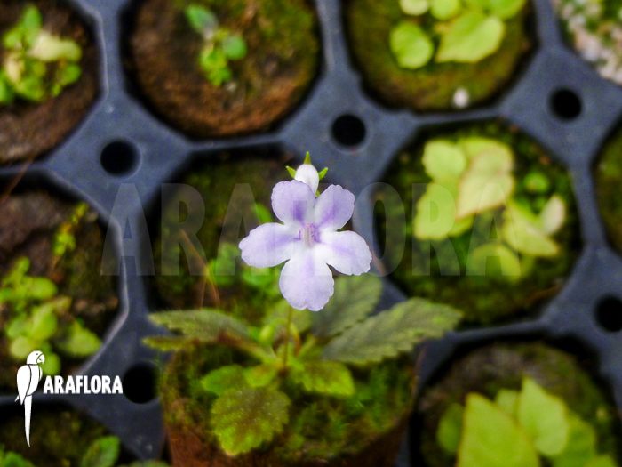 Sinningia muscicola plug