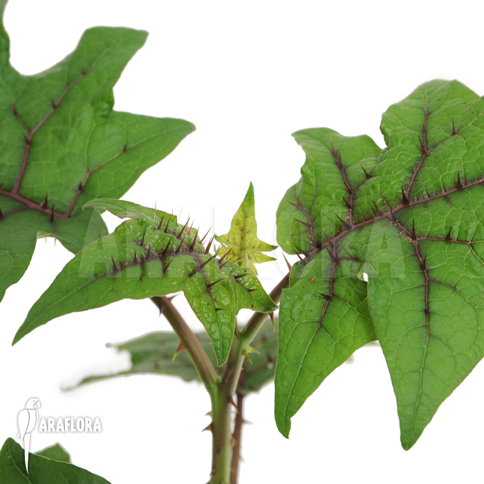 Solanum quitoense ‘Naranjilla’