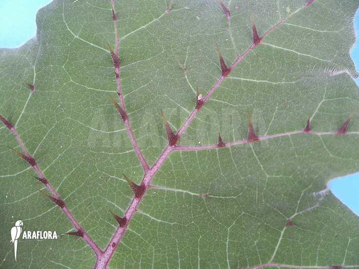 Solanum quitoense ‘Naranjilla’