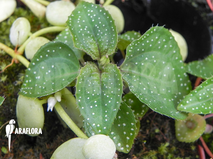 Sonerila margaritacea
