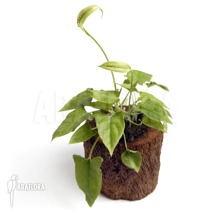 Spathicarpa sagittifolia