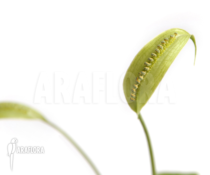 Spathicarpa sagittifolia