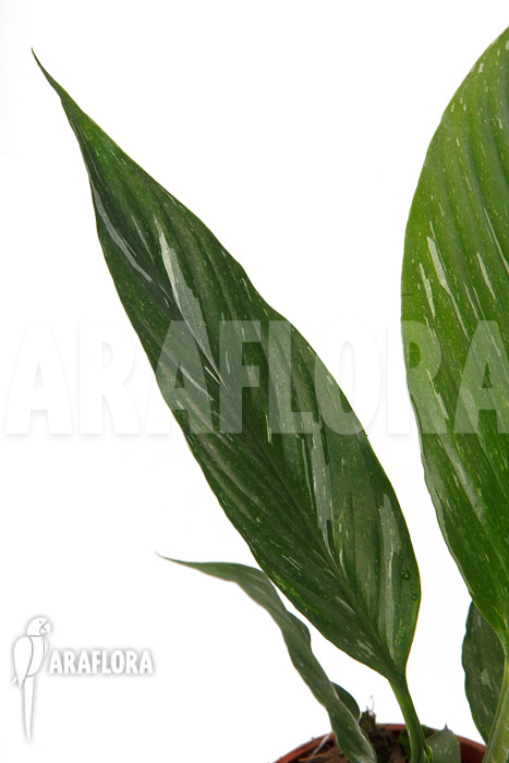 Spathiphyllum variagated ‘WB’