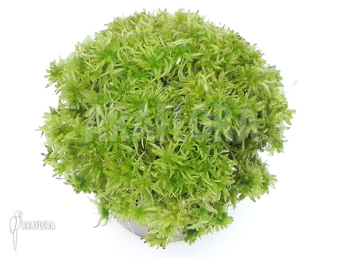 Sphagnum moss