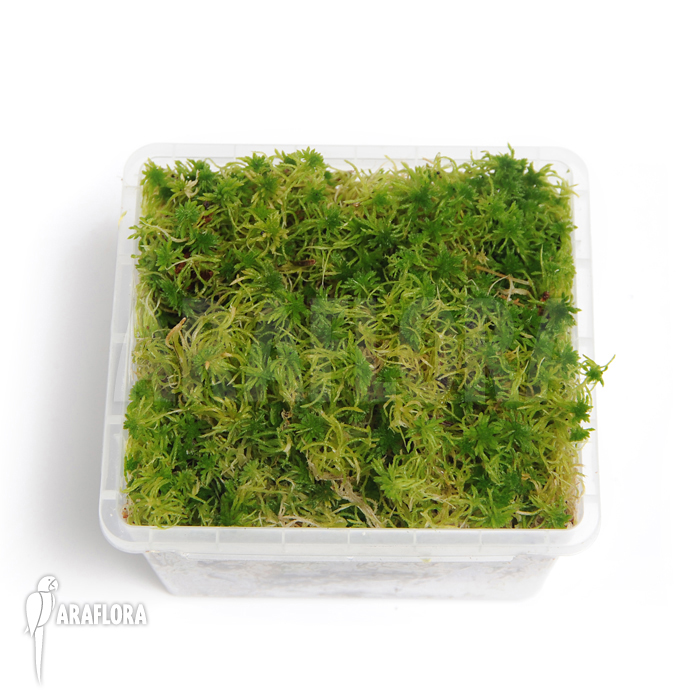 Sphagnum moss Starter