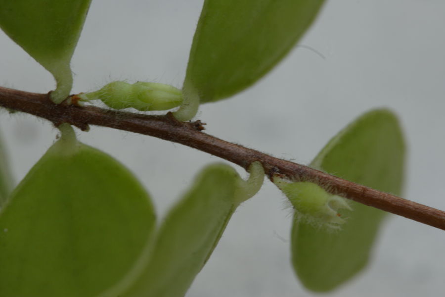 Sphyrospermum species Ecuador