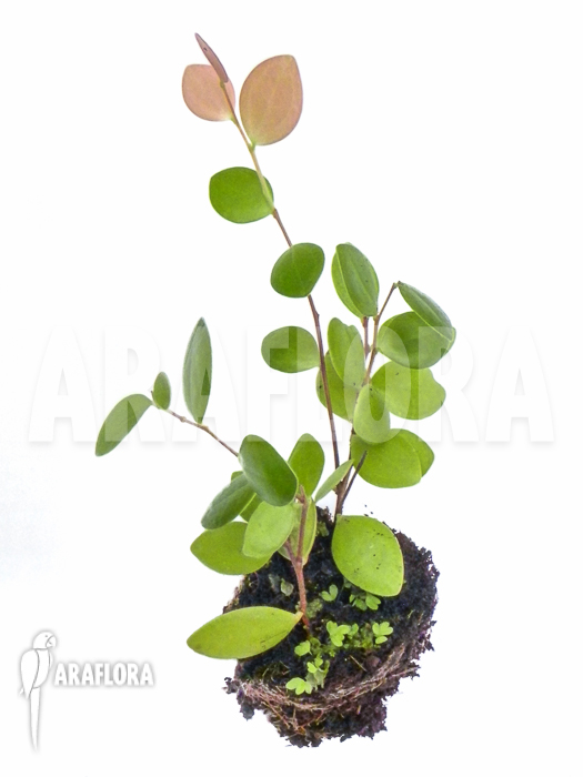 Sphyrospermum species Ecuador