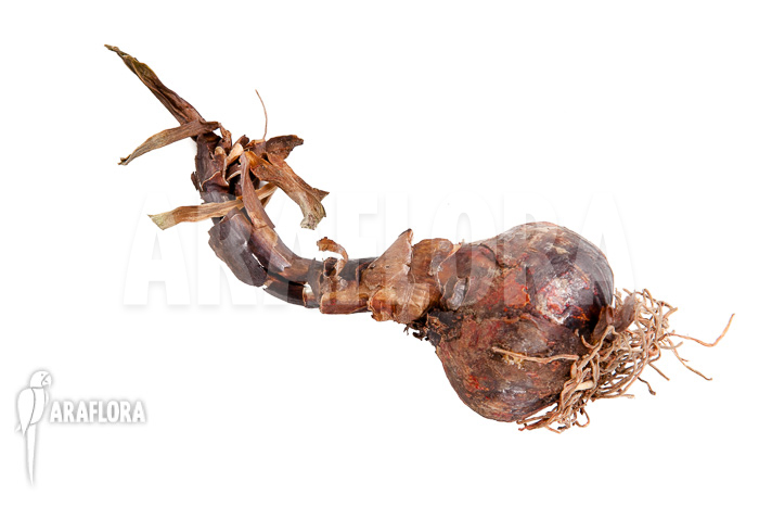 Sprekelia formosissima