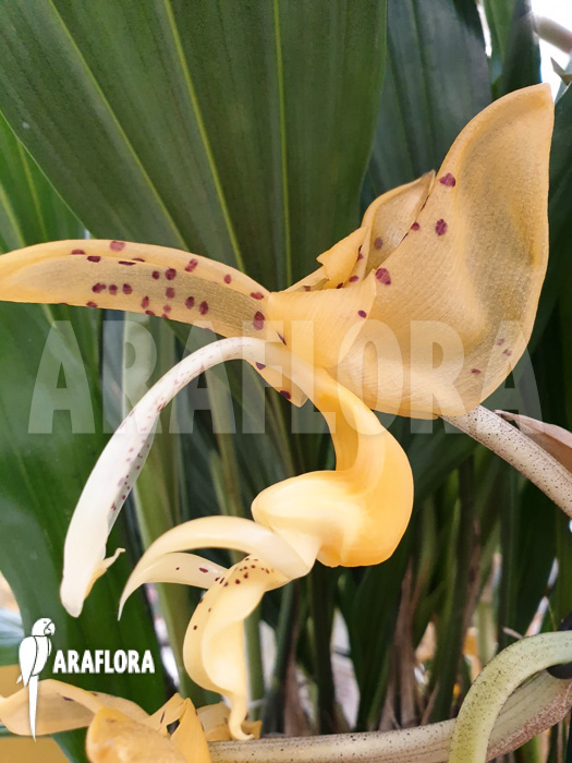 Stanhopea connata