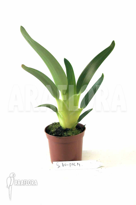 Stegolepis species Wei Venezuela