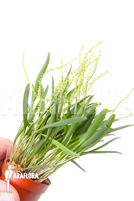 Stelis ‘Species A ‘Costa Rica’