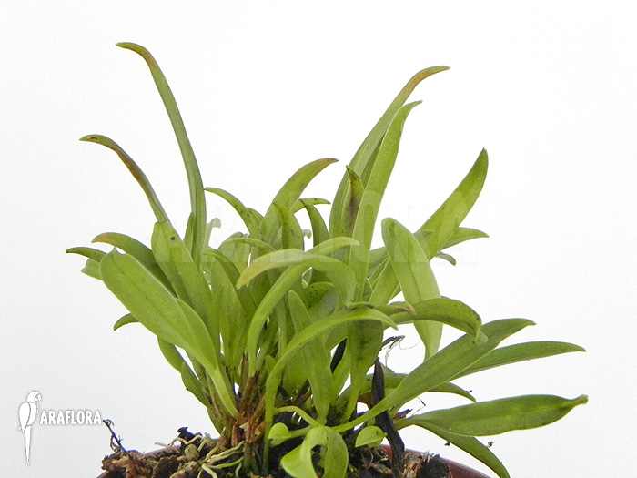 Stelis tristyla