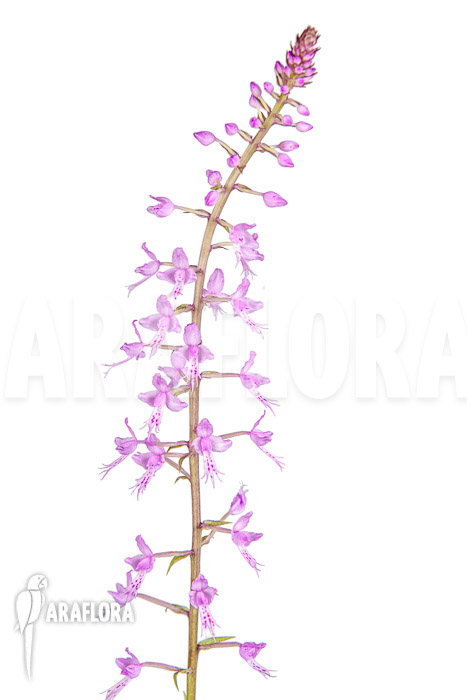 Stenoglottis longifolia