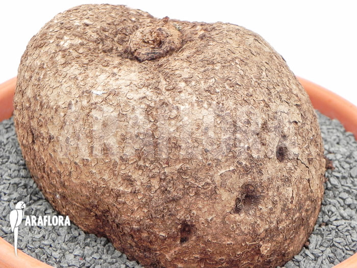 Stephania cepharantha