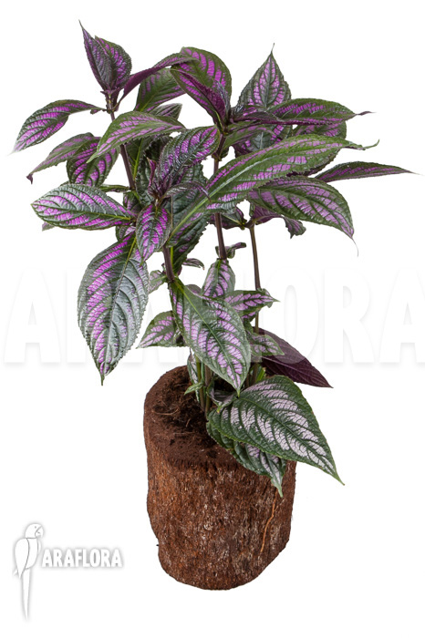 Strobilanthes dyerianus