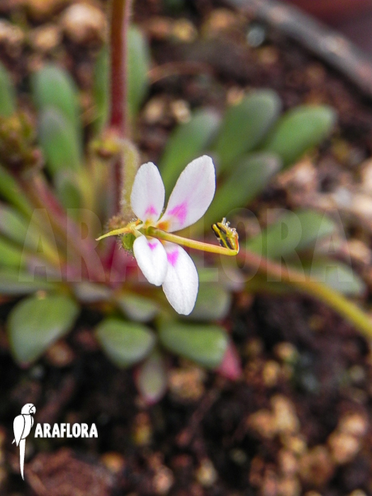 Stylidium assimile