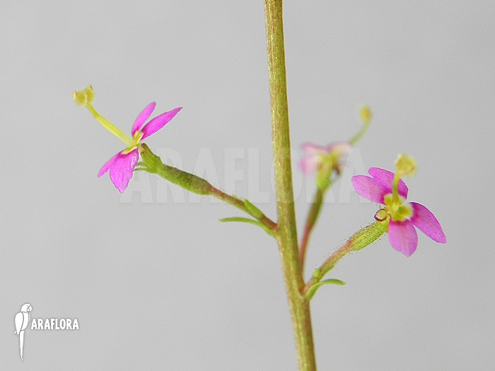 Stylidium debile