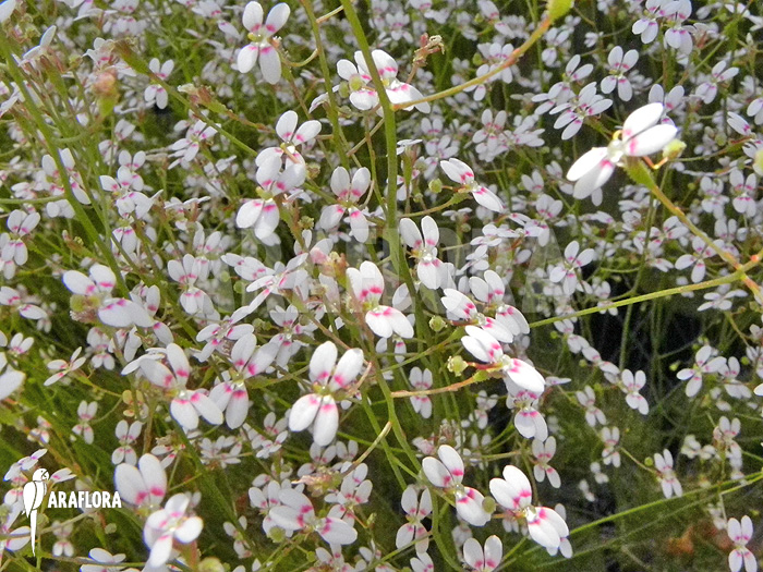 Stylidium debile