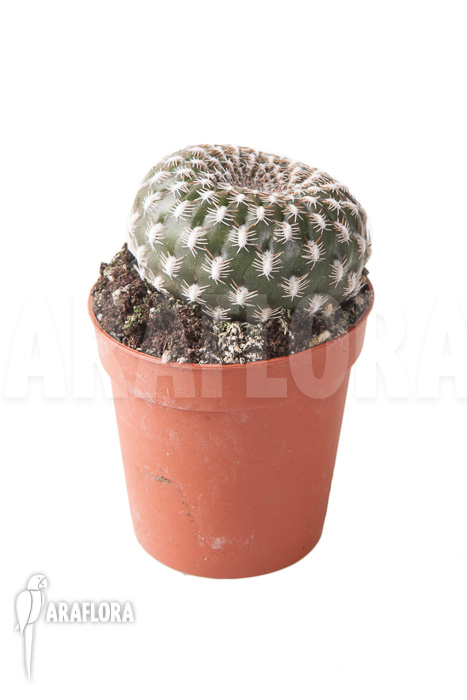 Sulcorebutia arenacea