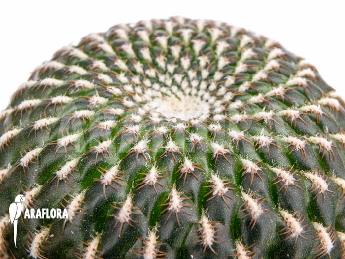 Sulcorebutia species