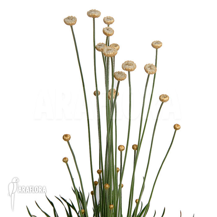 Syngonanthus chrysanthus ‘Mikado’