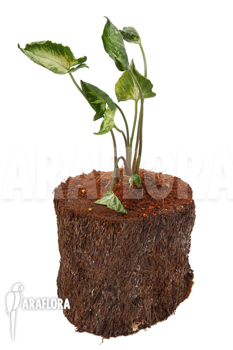 Syngonium ‘Godzilla’