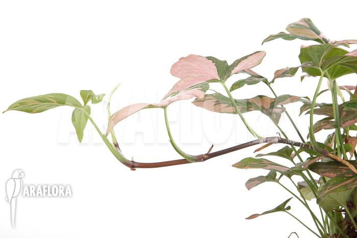 Syngonium ‘Red Spot’