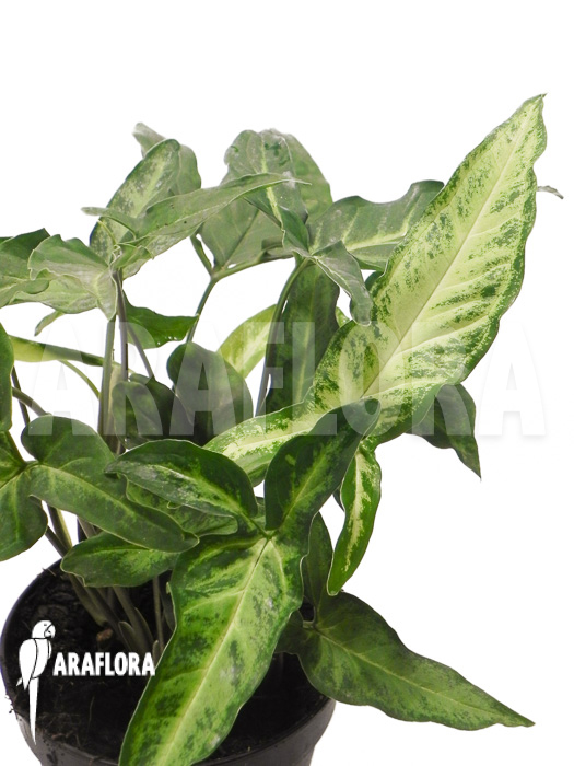 Syngonium angustatum