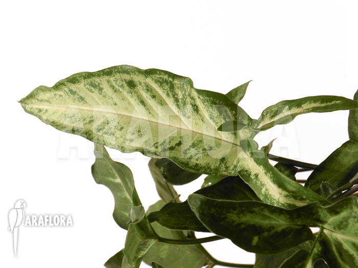 Syngonium angustatum