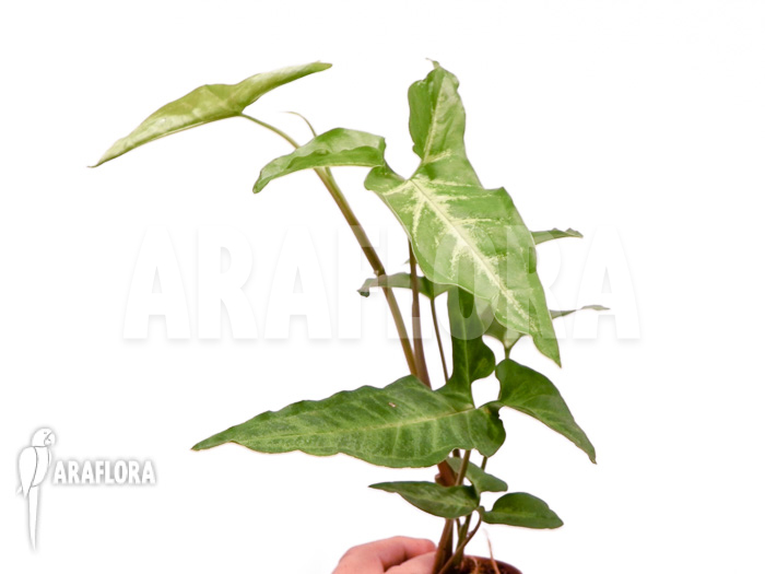 Syngonium angustatum starter