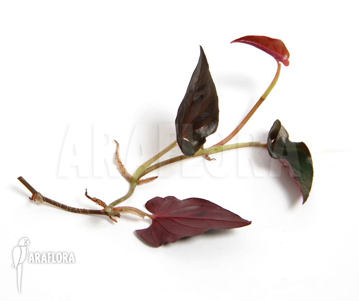 Syngonium erythrophyllum