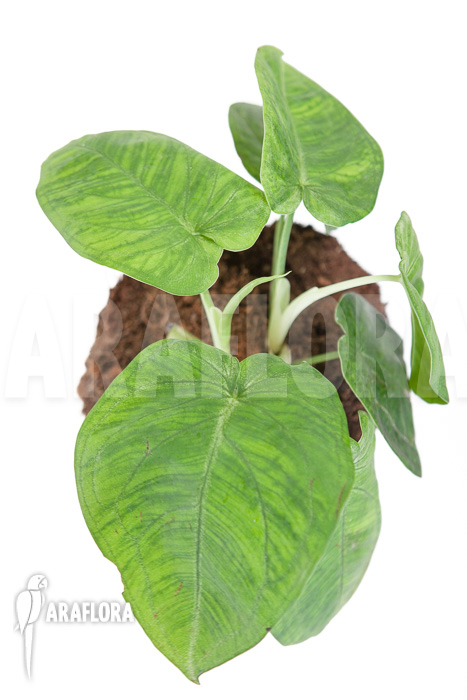 Syngonium macrophyllum