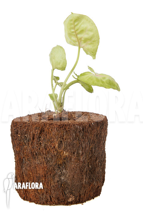 Syngonium podophyllum ‘Baru’