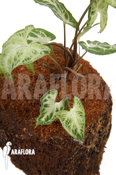 Syngonium ‘Glo go’