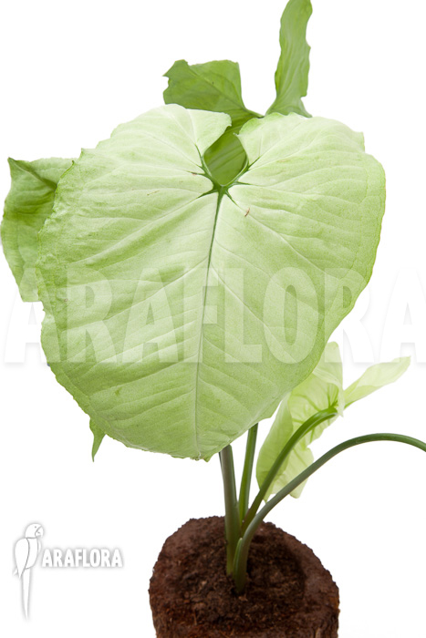 Syngonium podophyllum Moonshine