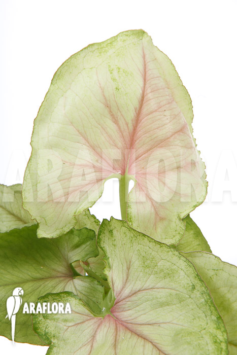 Syngonium podophyllum ‘Pink Line’