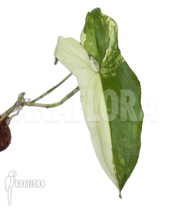 Syngonium-podophyllum-Specie-variegated-4